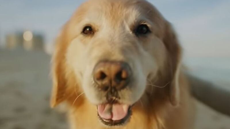 Scout, the dog saved by the UW School of Veterinary Medicine and is going to be featured in a...