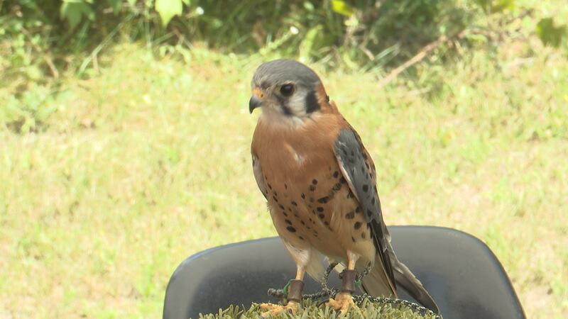 A hawk from the Raptors Education Group.