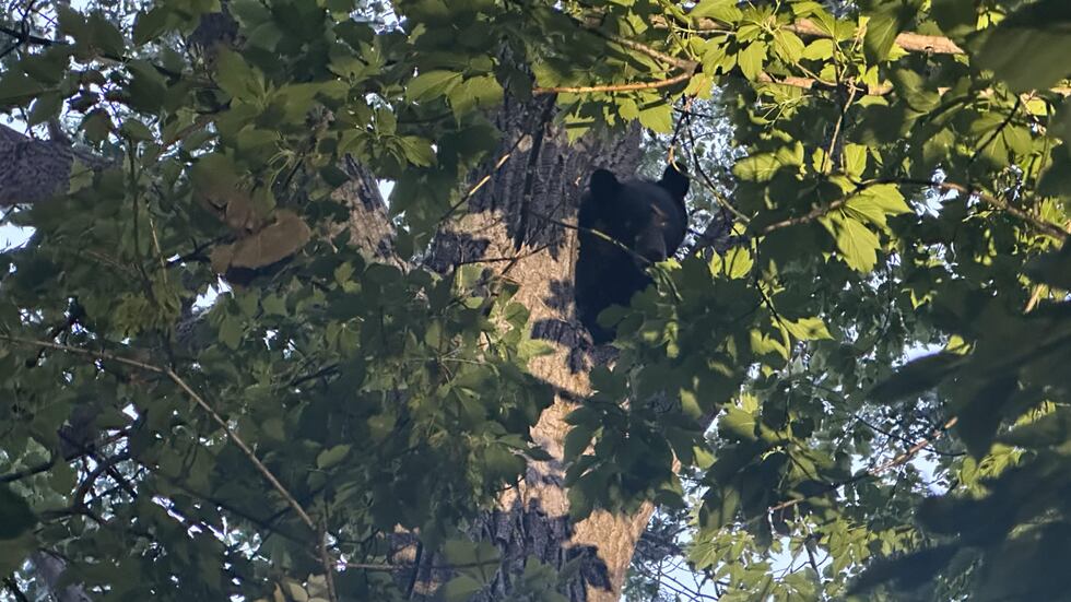 Green Bay police wait for a black bear to come down from a tree behind the city street department