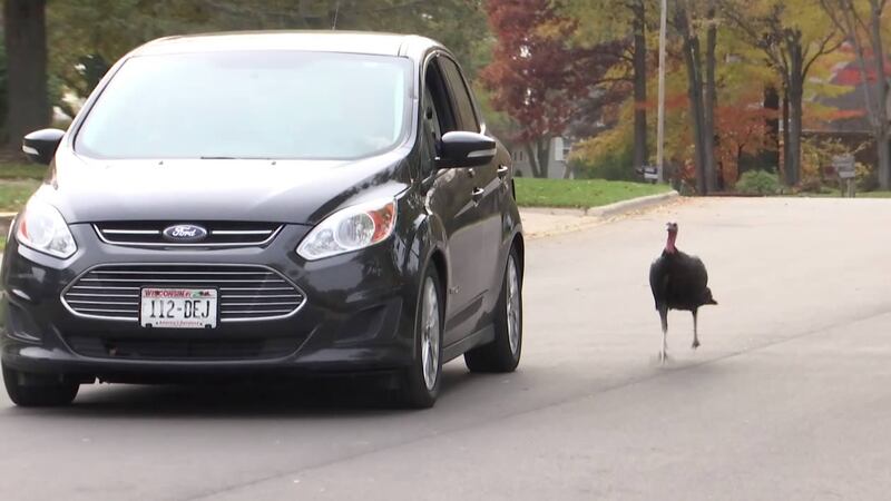Turkey chases car in Ashwaubenon (WBAY photo)