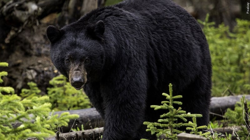 PHOTO: Black bear, Photo Date: 5/16/2015