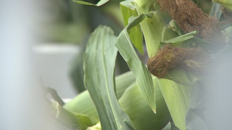 Flyte Family Farms is seeing twice the amount of bags sold at each stand this year compared to...