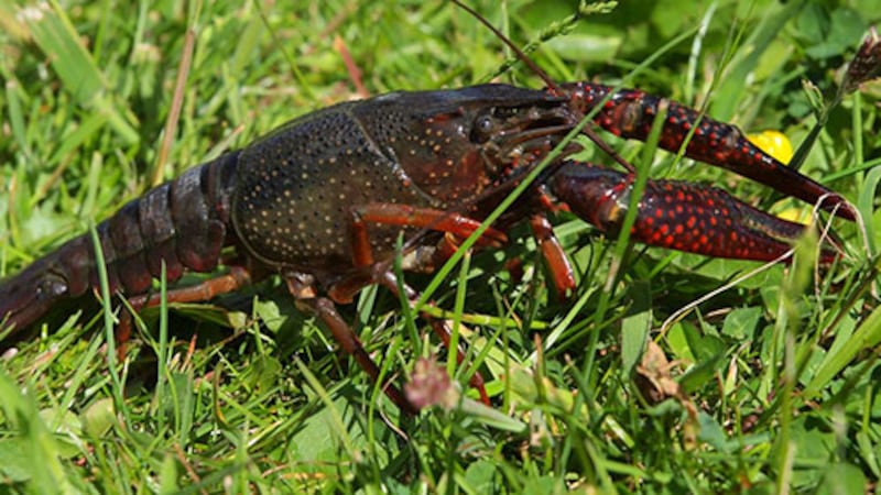 A red swamp crayfish