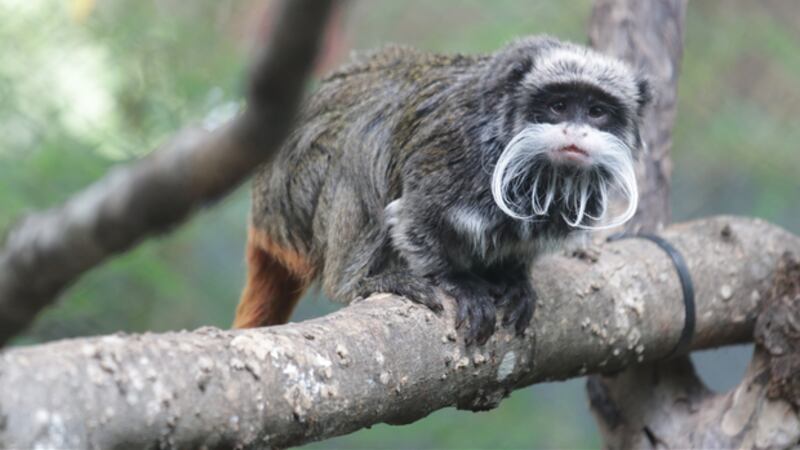 Emperor Tamarin monkey