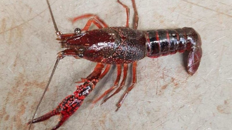 A red swamp crayfish
