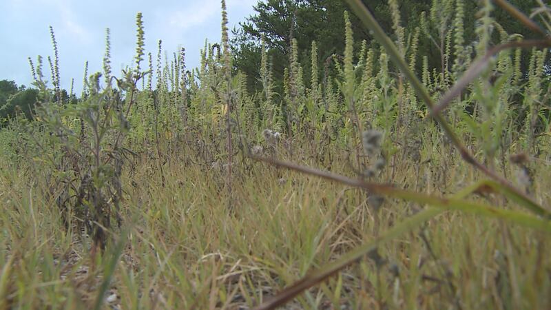 Ragweeds release pollen in the air, forcing allergic reactions.