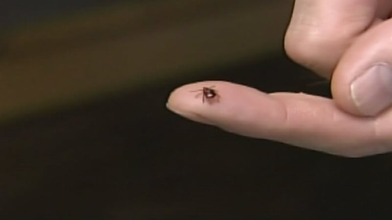 Ticks can be found anywhere on the body.