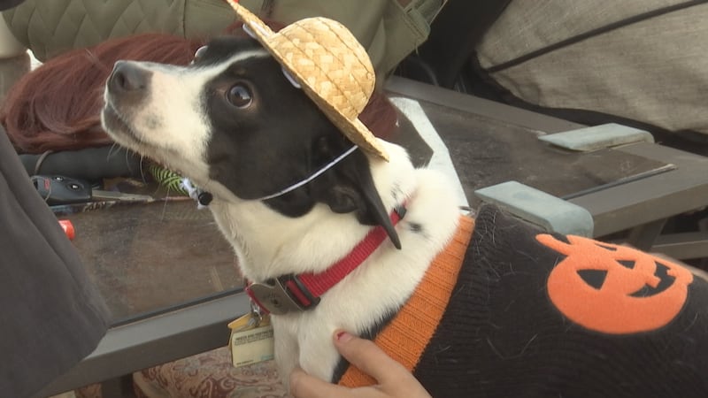 Jason, a rescue dog